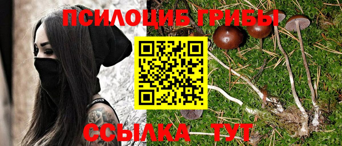 Михайловск  Галлюциногенные грибы MAGIC MUSHROOMS  Псилоцибиновые грибы Cubensis  Вход с VPN 